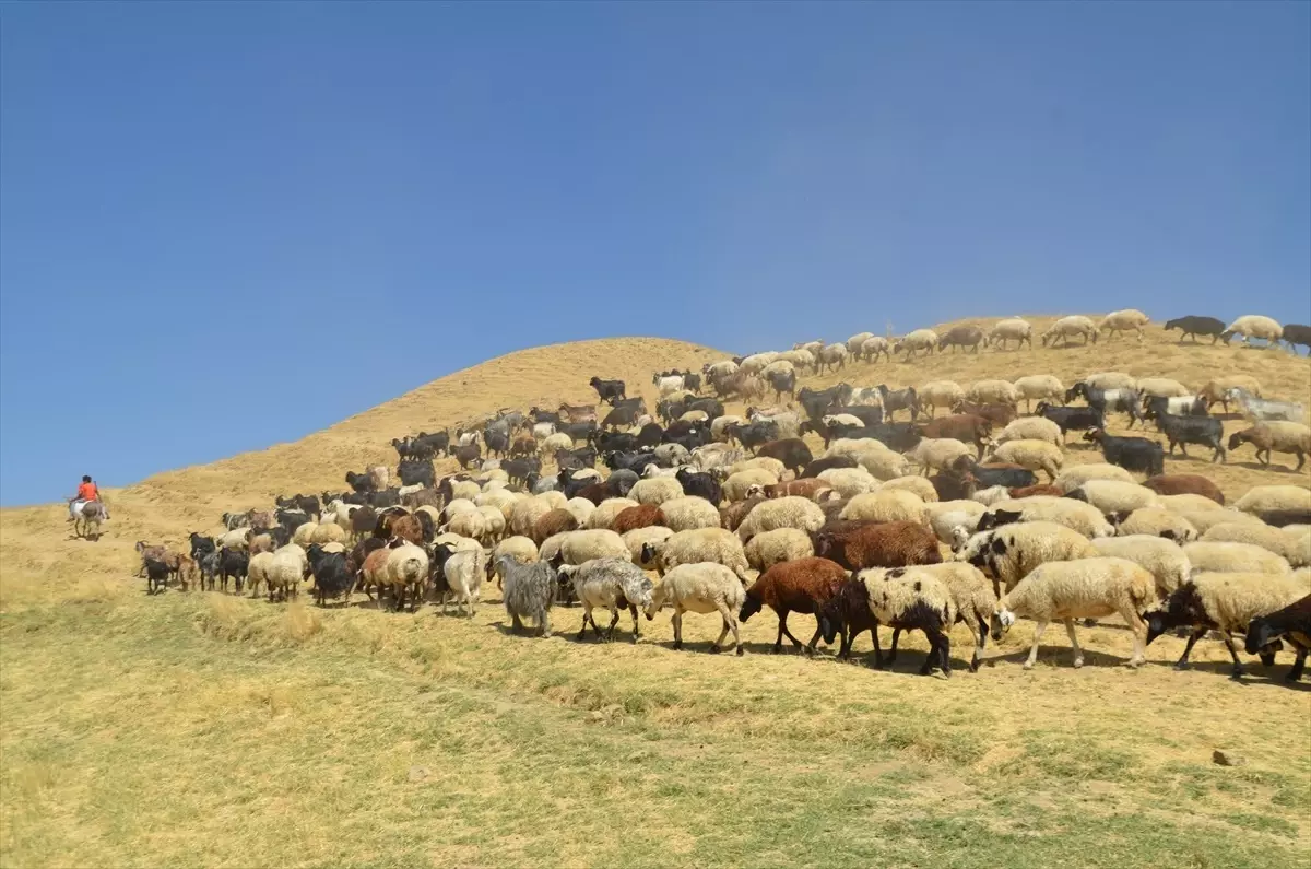 Besiciler Yaylalardan Dönüyor
