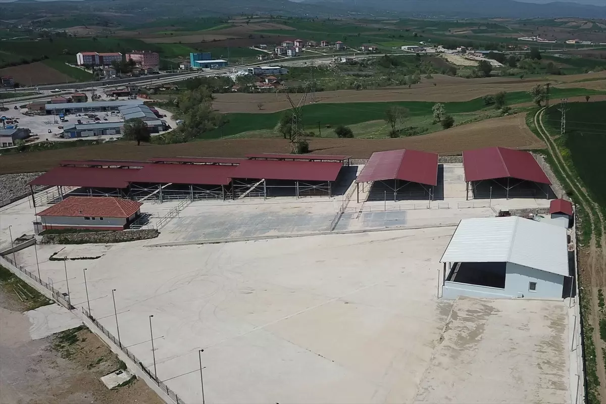Havza\'da Canlı Hayvan Pazarı Kapatıldı