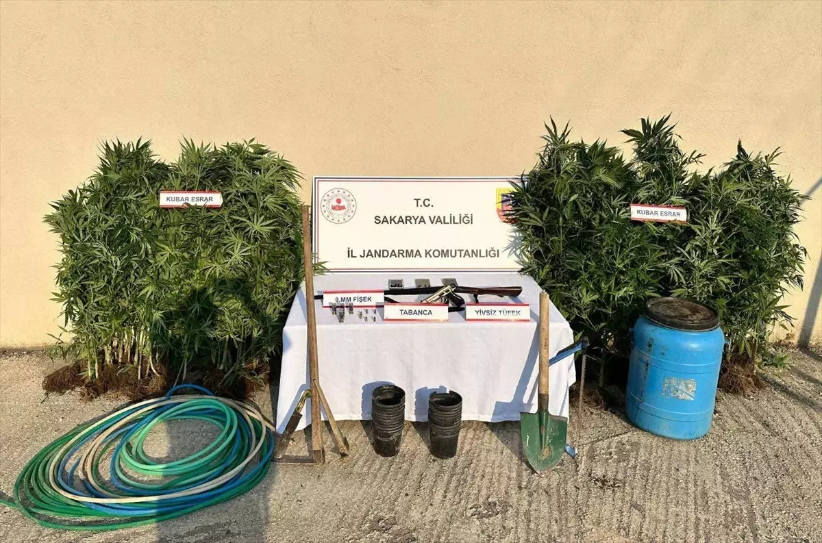 Hendek\'te Kenevir Yetiştiren Şahıs Tutuklandı