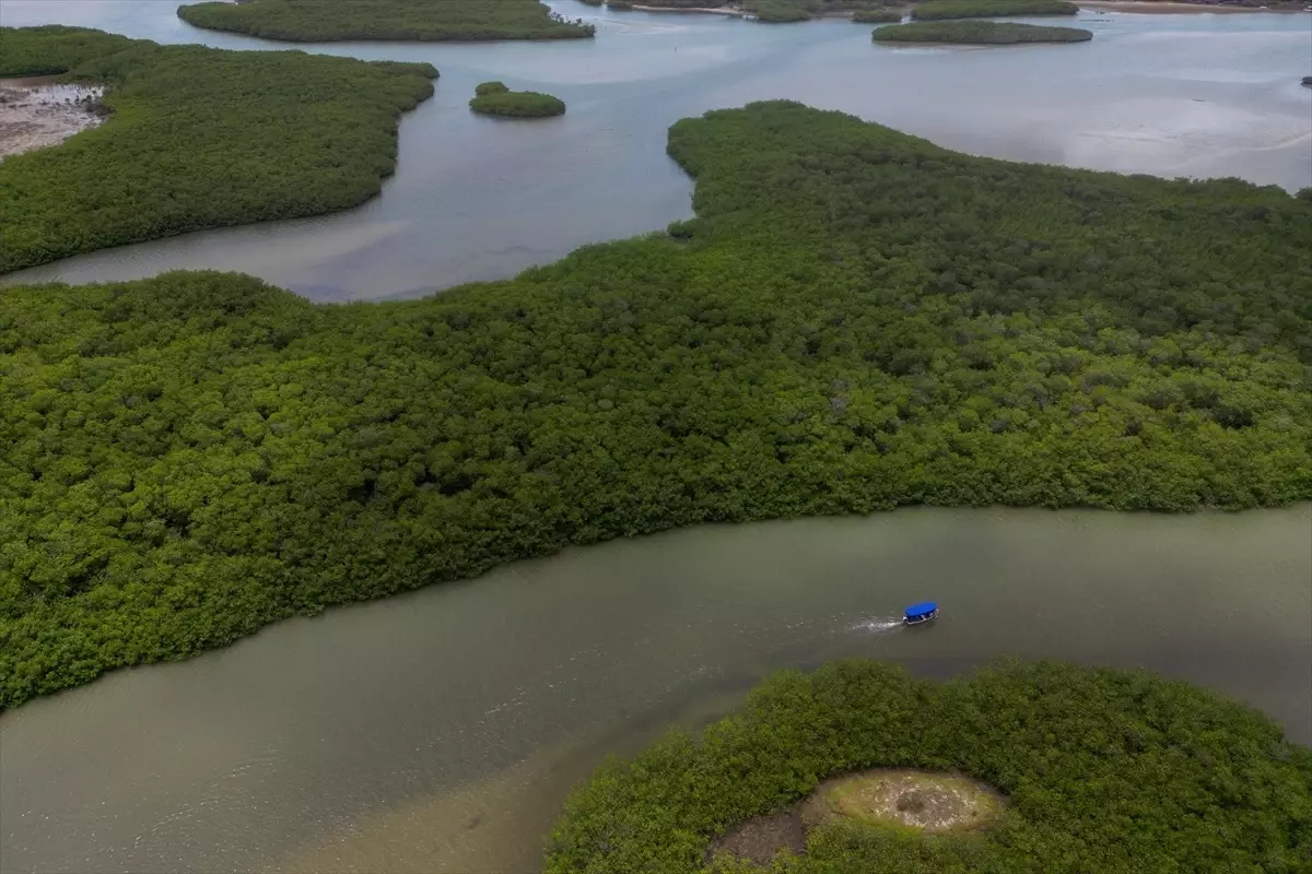 Mangrovların Koruma Rolü