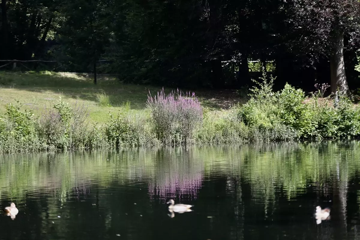 Arnhem\'in Akciğeri: Park Sonsbeek