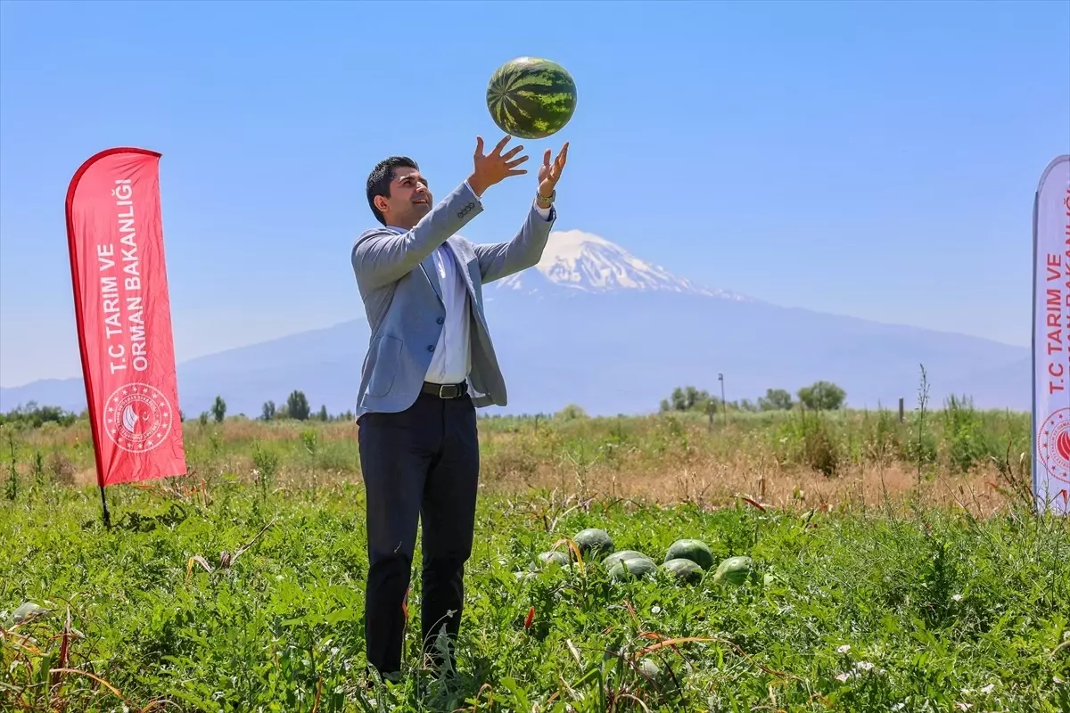 Iğdır\'da Karpuzun İlk Hasadı Yapıldı