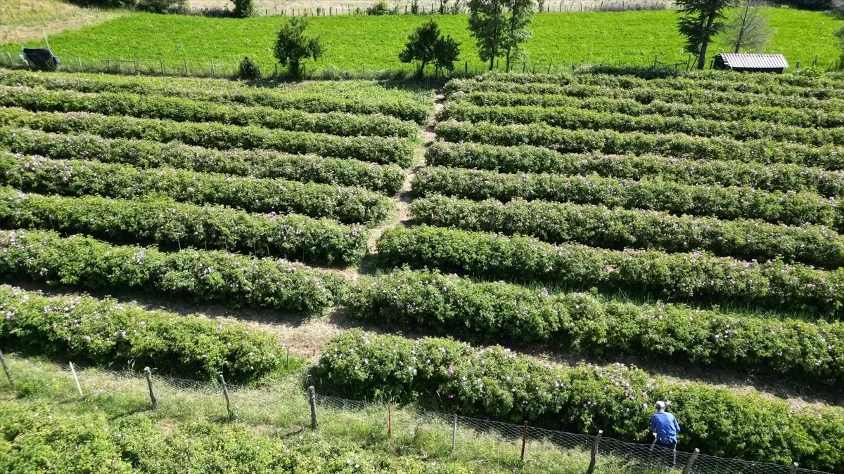 Isparta\'da Gül Hasadı Devam Ediyor