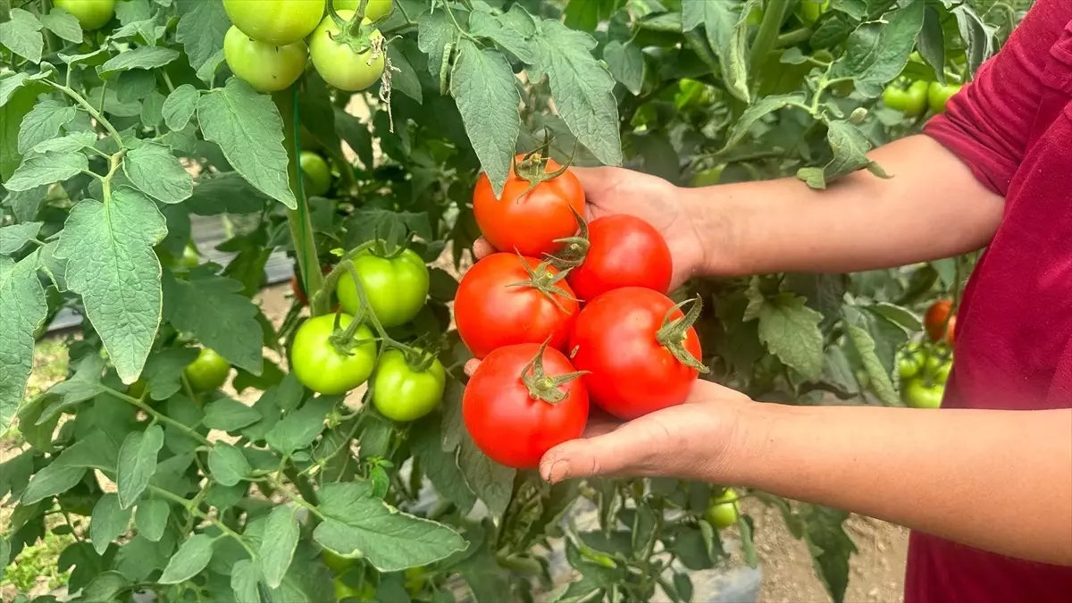 Yayla Domatesi Hasadı Başladı