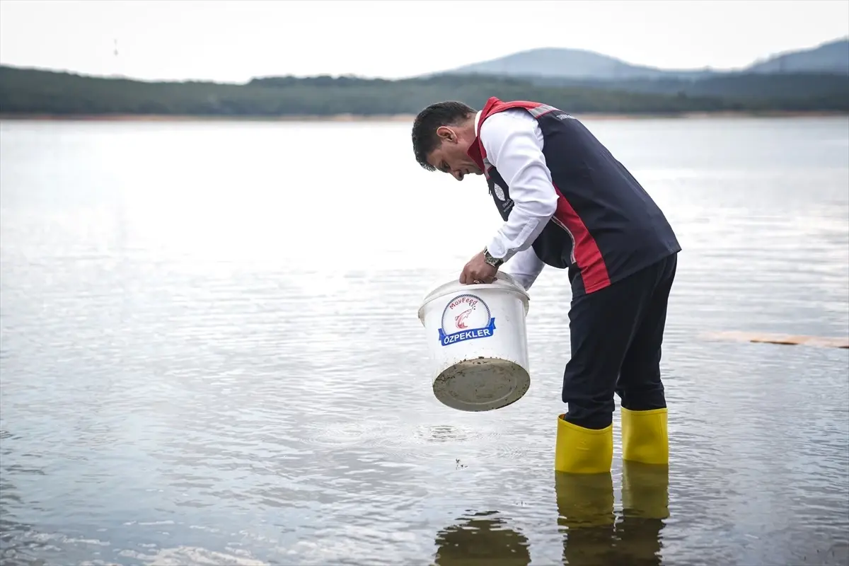 İstanbul\'da 3,7 Milyon Sazan Yavrusu Göletlere Salındı