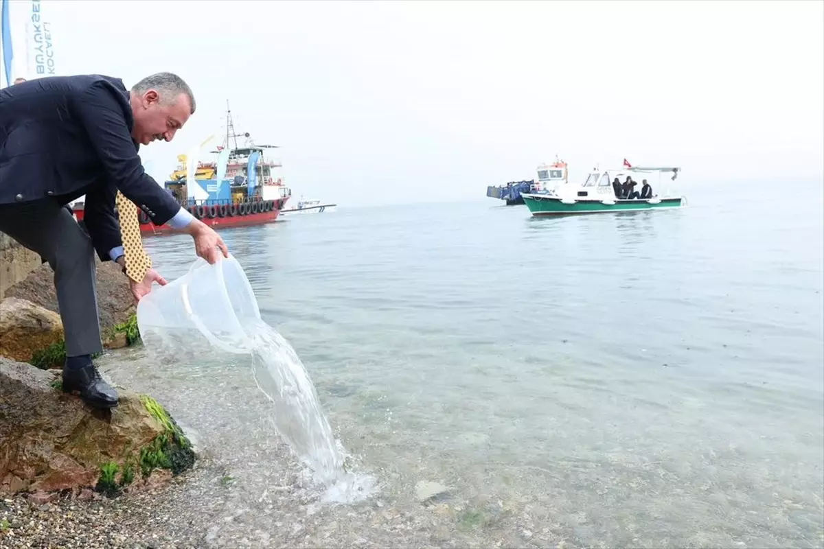 İzmit Körfezi\'nde Oksijen ve Balık Artışı