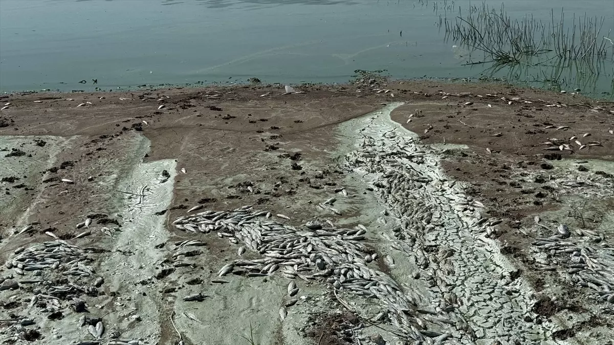 Sır Barajı\'nda Balık Ölümleri Araştırılıyor