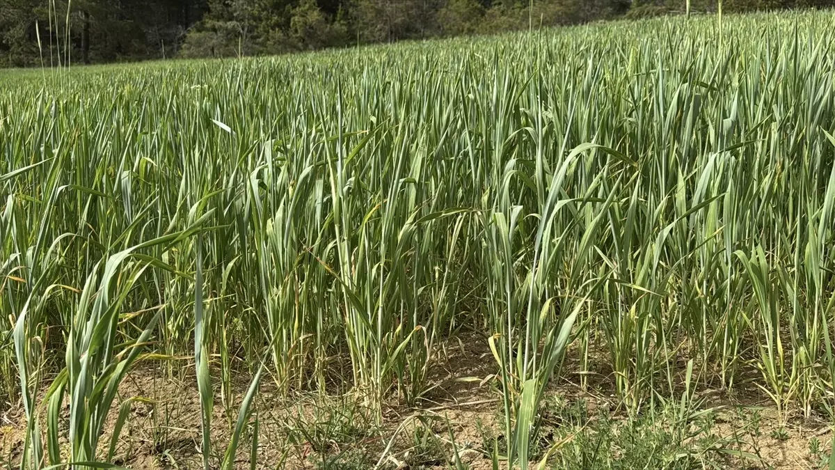 Karabük\'te 200 Bin Dekar Hububat Ekimi Yapıldı