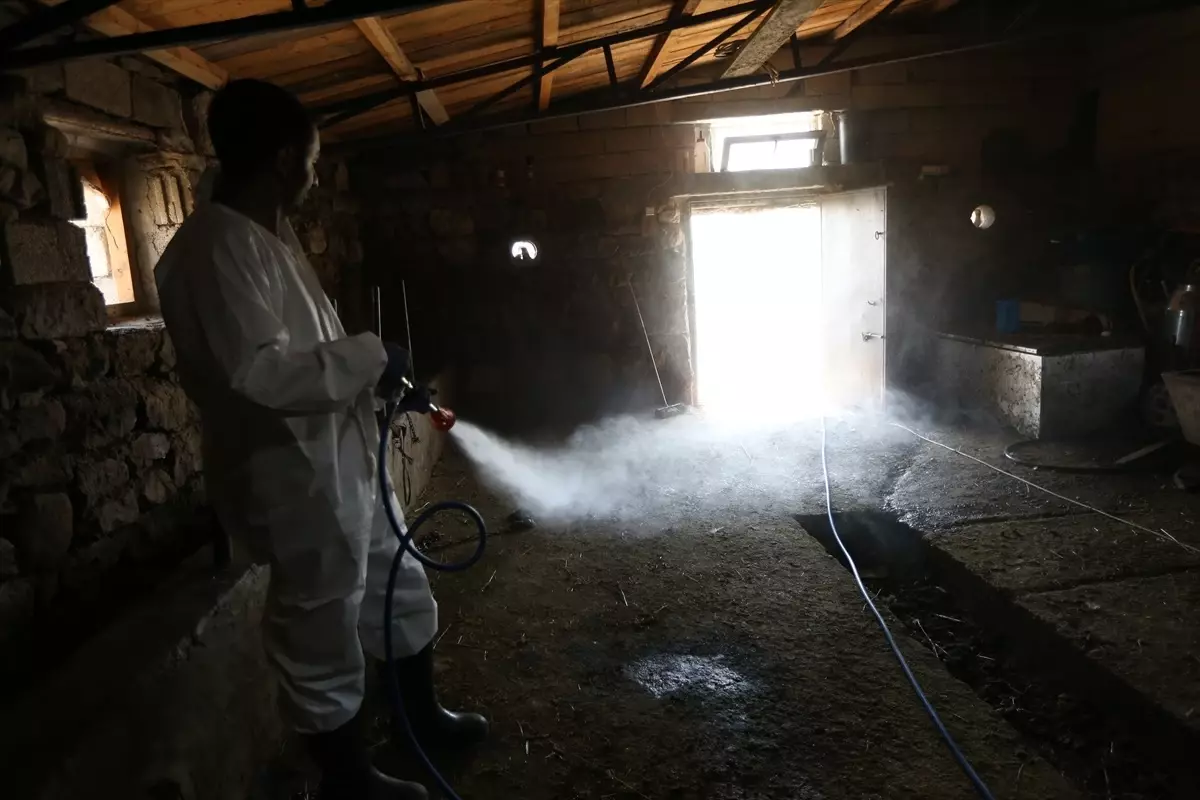 Kars\'ta Dezenfeksiyon Timi Şap Hastalığına Karşı Mücadele Ediyor