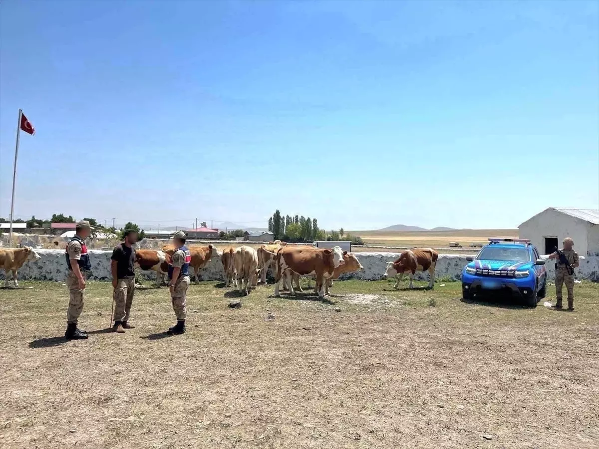 Kars\'ta Kaybolan Hayvanlar Bulundu