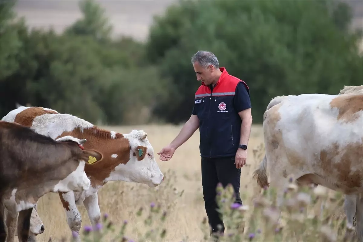 Kars\'ta Şap Hastalığı Kontrol Altında
