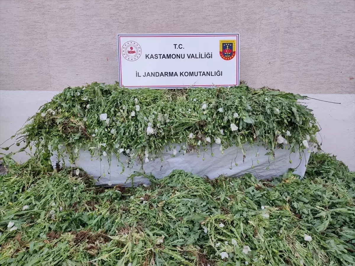 Kastamonu\'da 120 Bin Haşhaş Ele Geçirildi