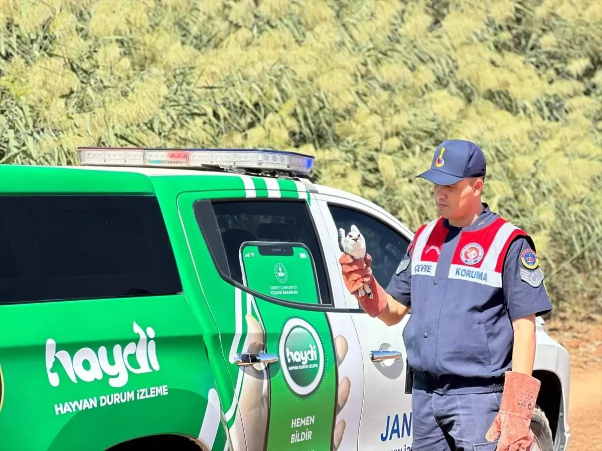 Yaralı Ak Çaylak Kuşu Kurtarıldı