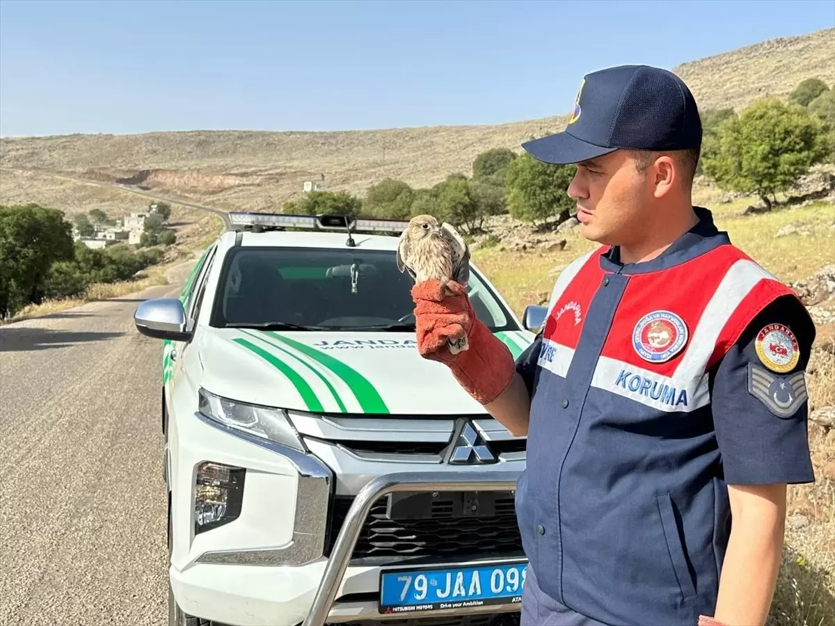 Yaralı Kerkenez Kuşu Koruma Altında