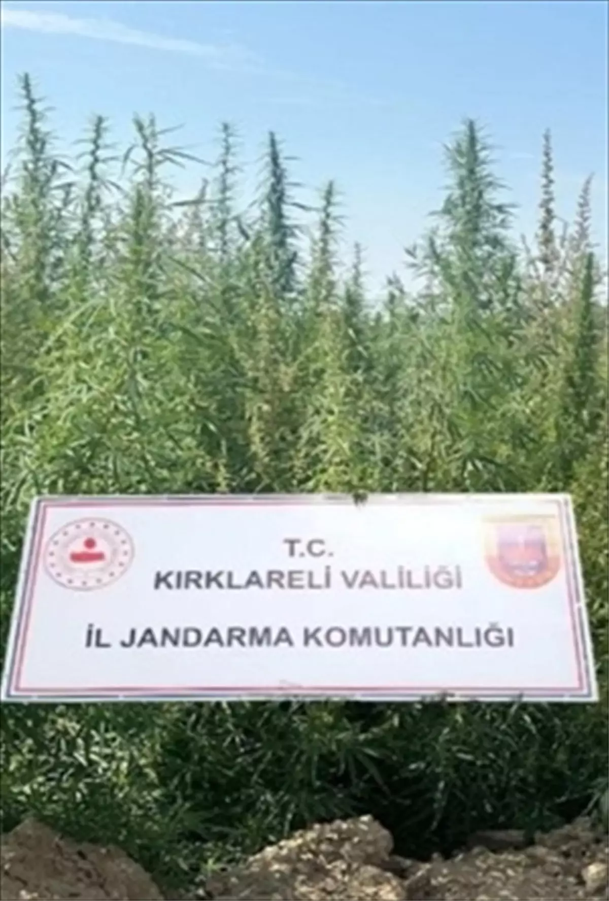 Kırklareli\'nde 102 Bin Kök Kenevir Ele Geçirildi
