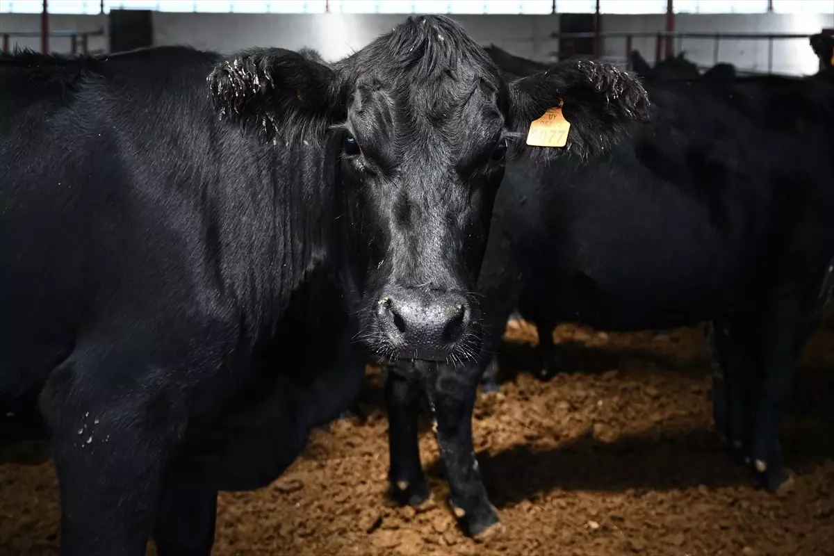 Kırsalda Bereket Hayvancılığa Destek Projesi\'nde 4 bin 351 hak sahibi belirlendi