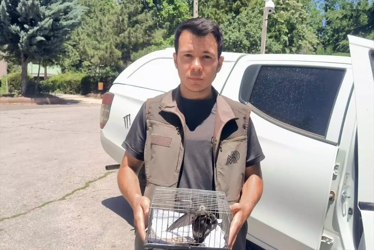 Bitkin Ebabil Kuşu Tedavi Altına Alındı