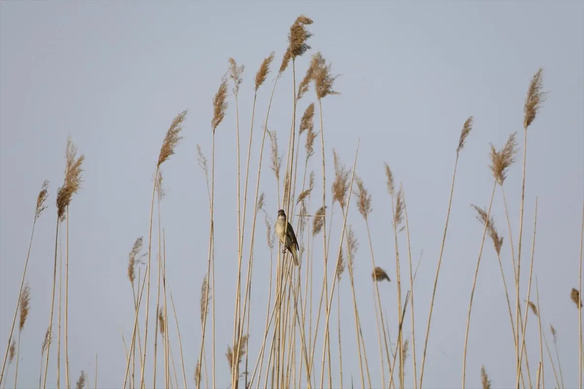 Küçük Kuşun Büyük Göçü