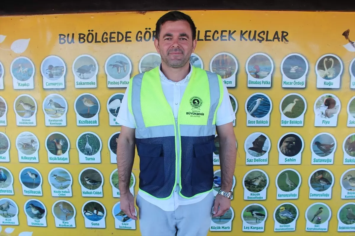 Kızılırmak Deltası\'nda Kuğular Göçte