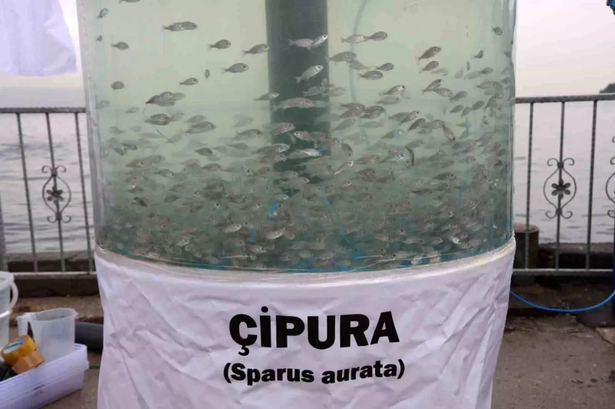 İzmit Körfezi, Yeni Projelerle Eski Günlerine Dönüyor