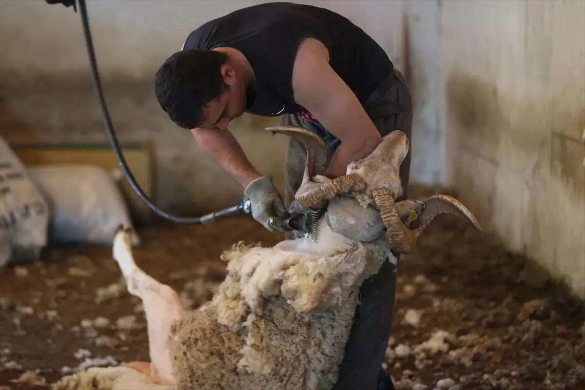 Kırklareli\'de Kurbanlık Koyun Kırkımı Başladı