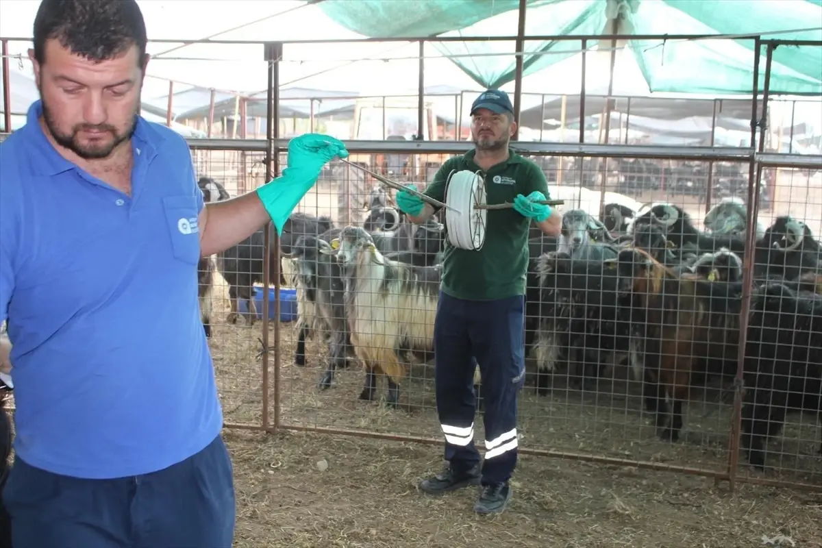 Kumluca\'da Kurbanlık Satış Alanlarında İlaçlama