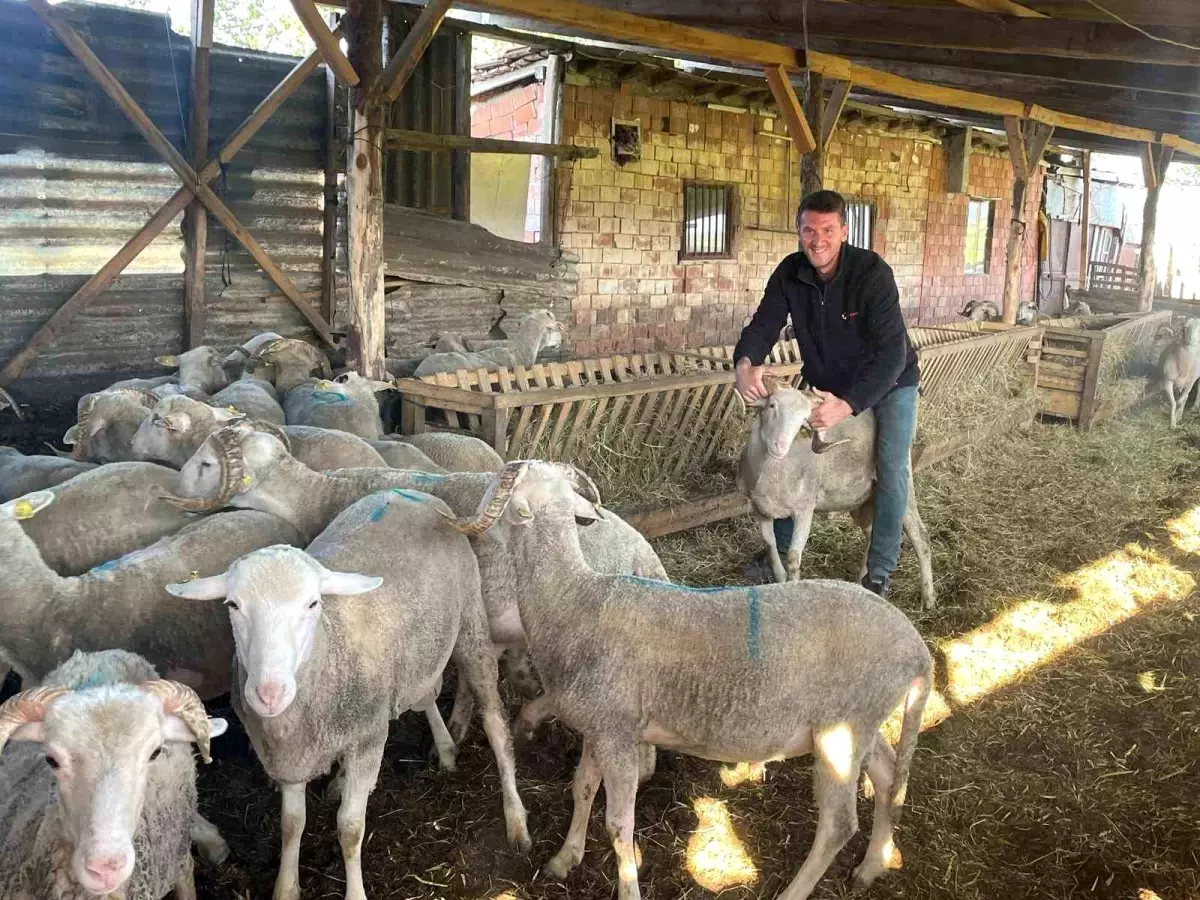 Kurbanlık Satışıyla Düğün Masraflarını Karşılayacak