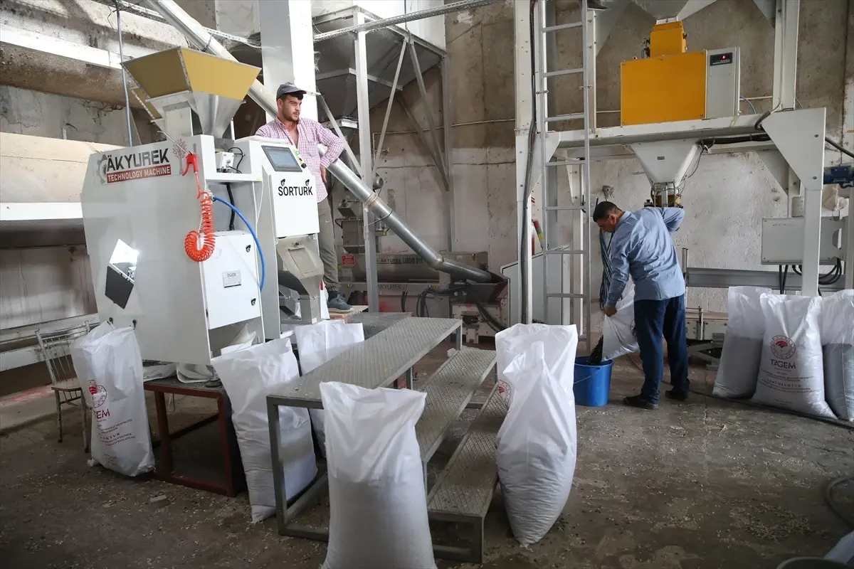 Karaduman Çerezlik Ayçiçeği Geliştirildi