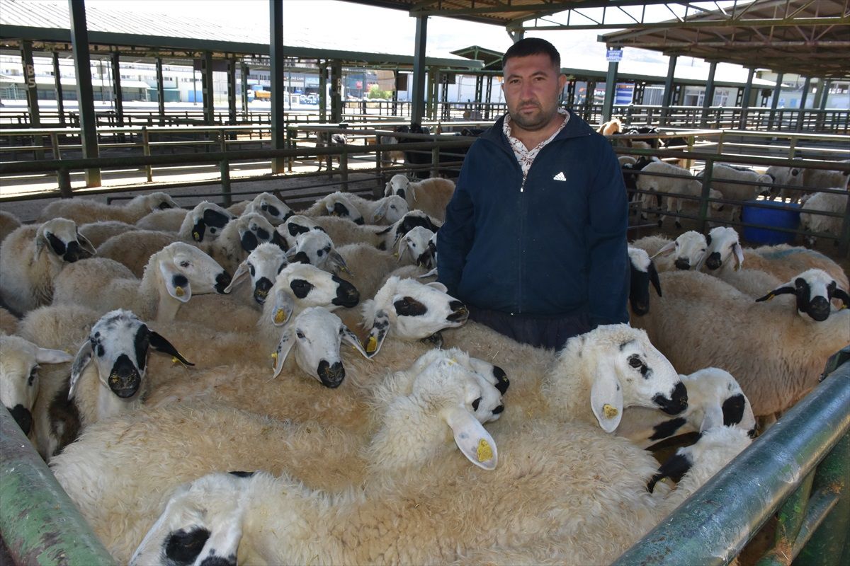 Malatya Canlı Hayvan Pazarı Yeniden Açıldı