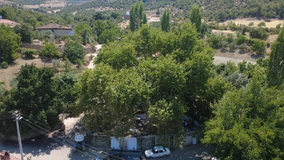 Asırlık Çınar Altında Çay Keyfi