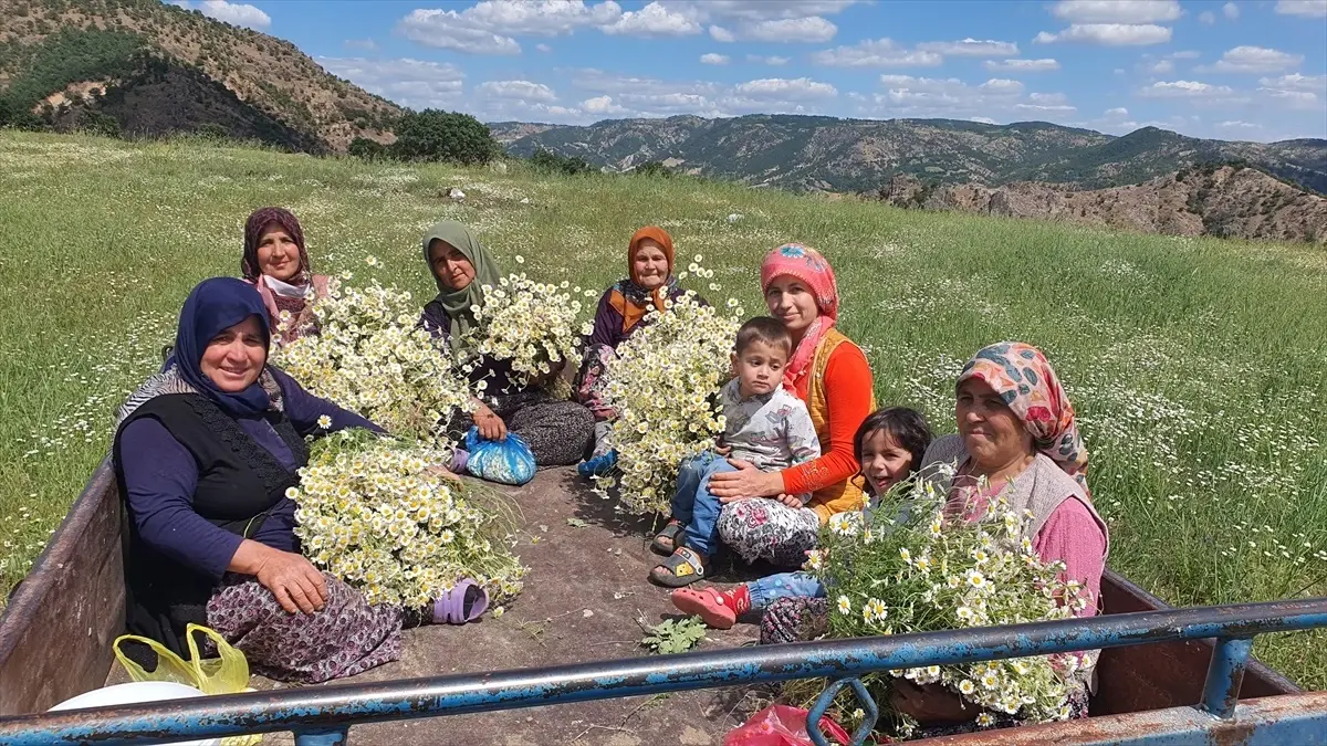 Demirci\'de Kadınlar Papatya Hasadı Yapıyor