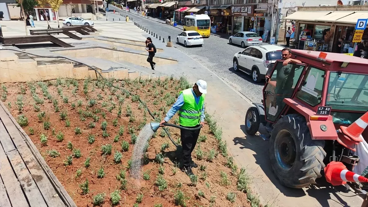 Mardin\'de Lavanta Dikimiyle Yeşil Alanlar Artıyor
