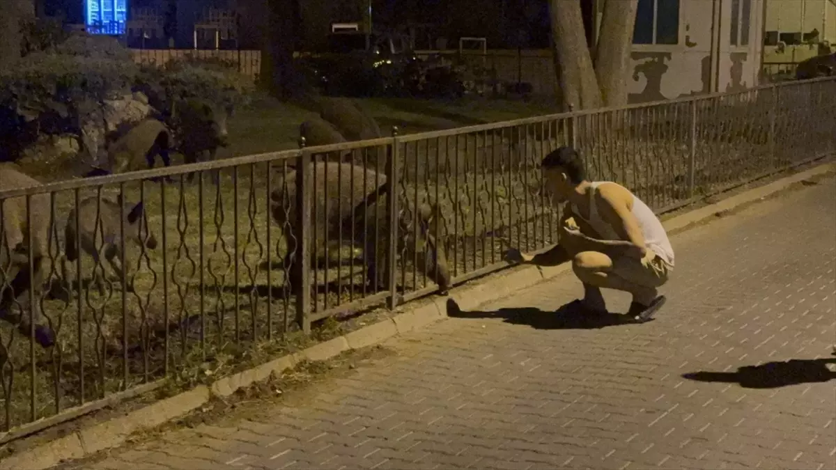 Marmaris\'te Aç Kalan Domuzlar Şehir Merkezinde