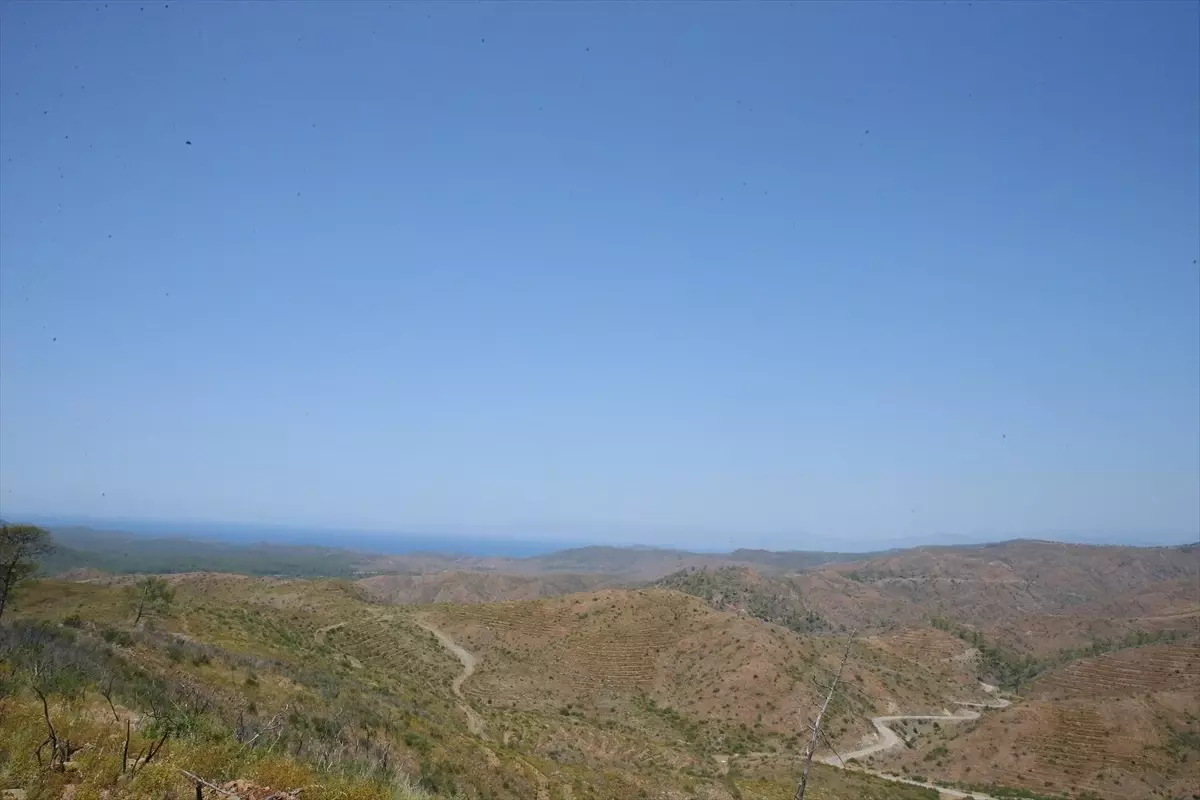 Marmaris\'teki Yangın Alanları Yeniden Yeşeriyor