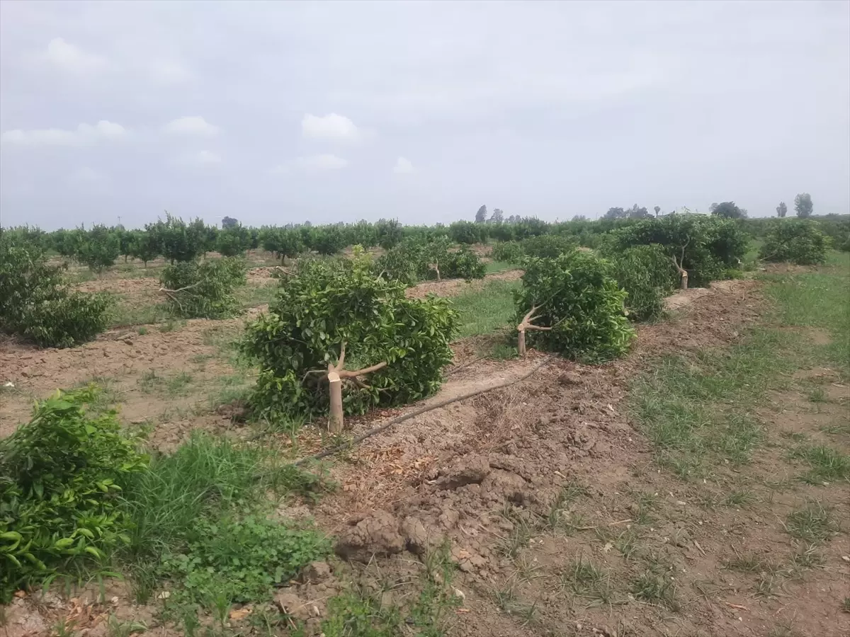 Tarsus\'ta Çiftçinin 460 Mandalina Ağacı Kesildi