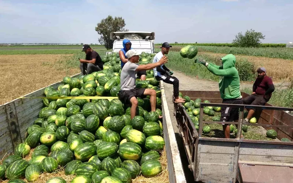 Mersin\'de Karpuz Hasadı Başladı