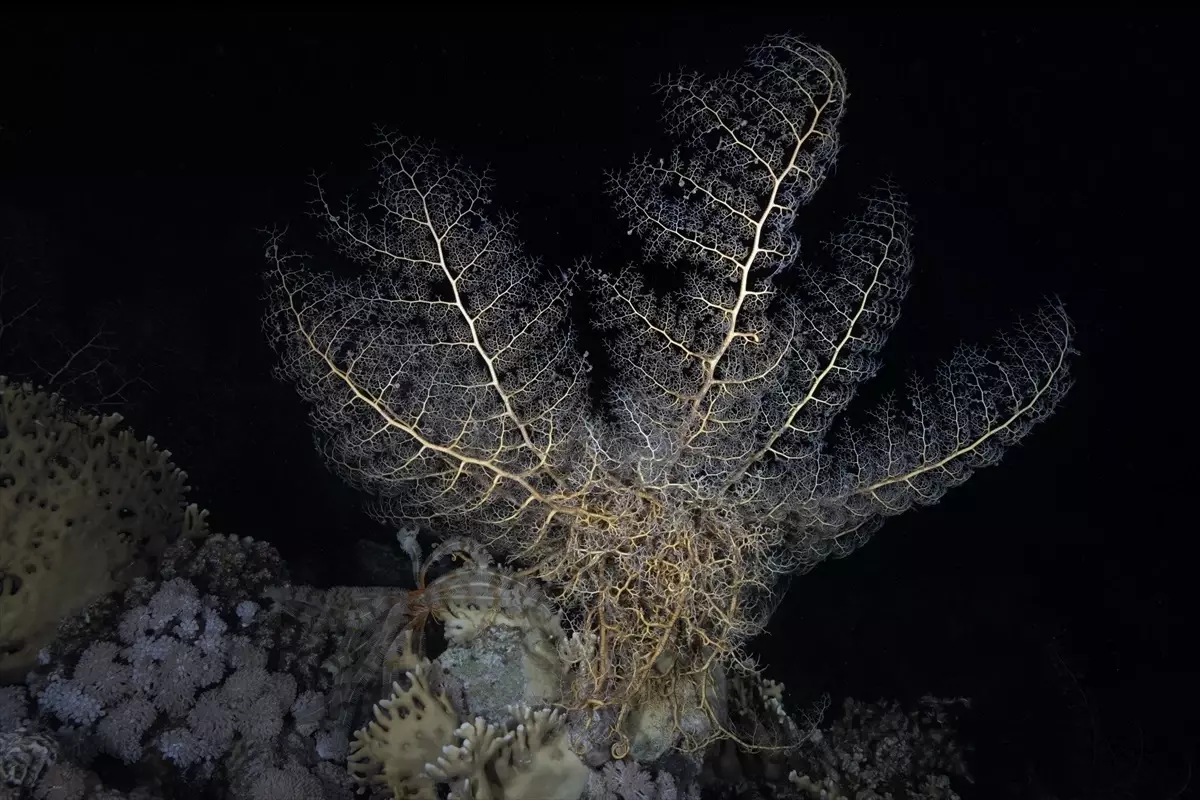 Ras Muhammed: Dalış Cenneti