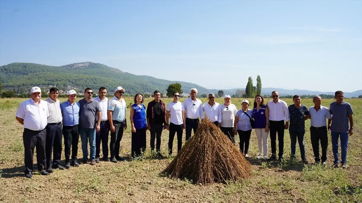 Gökova Altın Susamı Festivali Yapıldı
