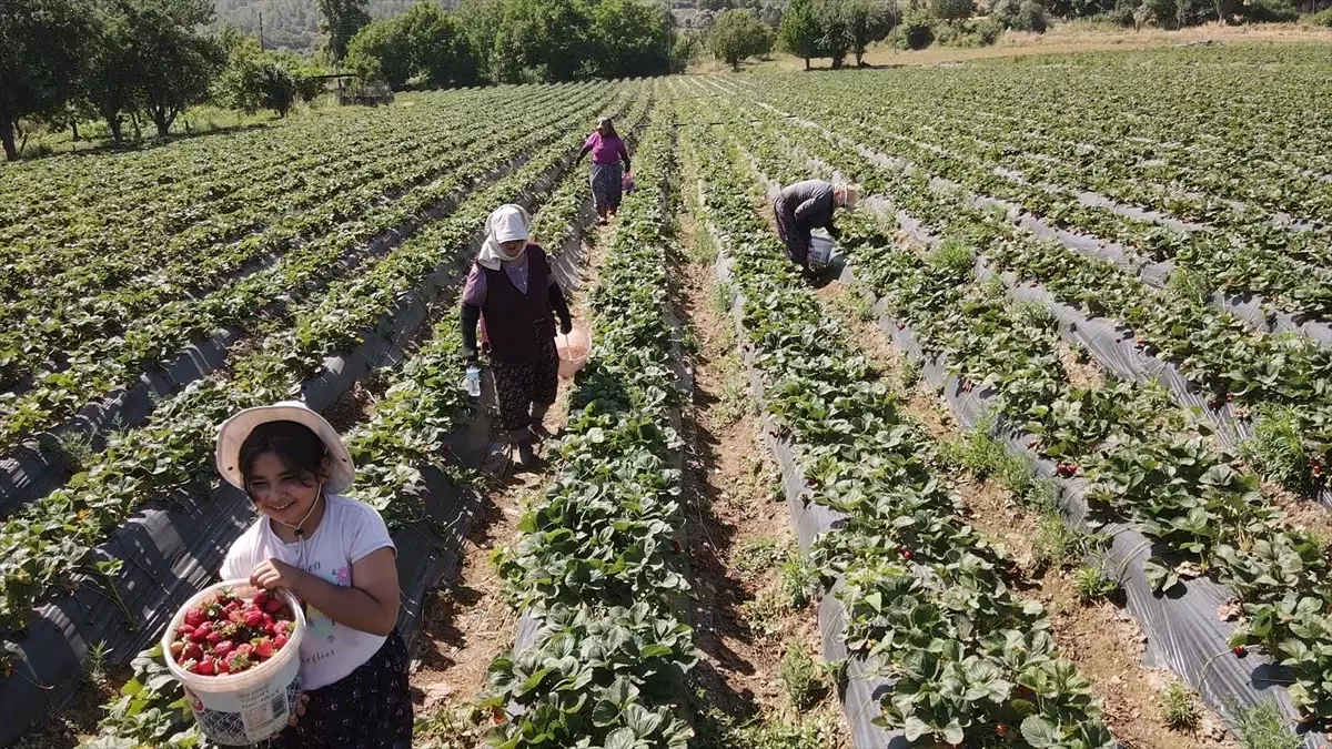 Muğla\'da Çilek Hasadı Bayramı