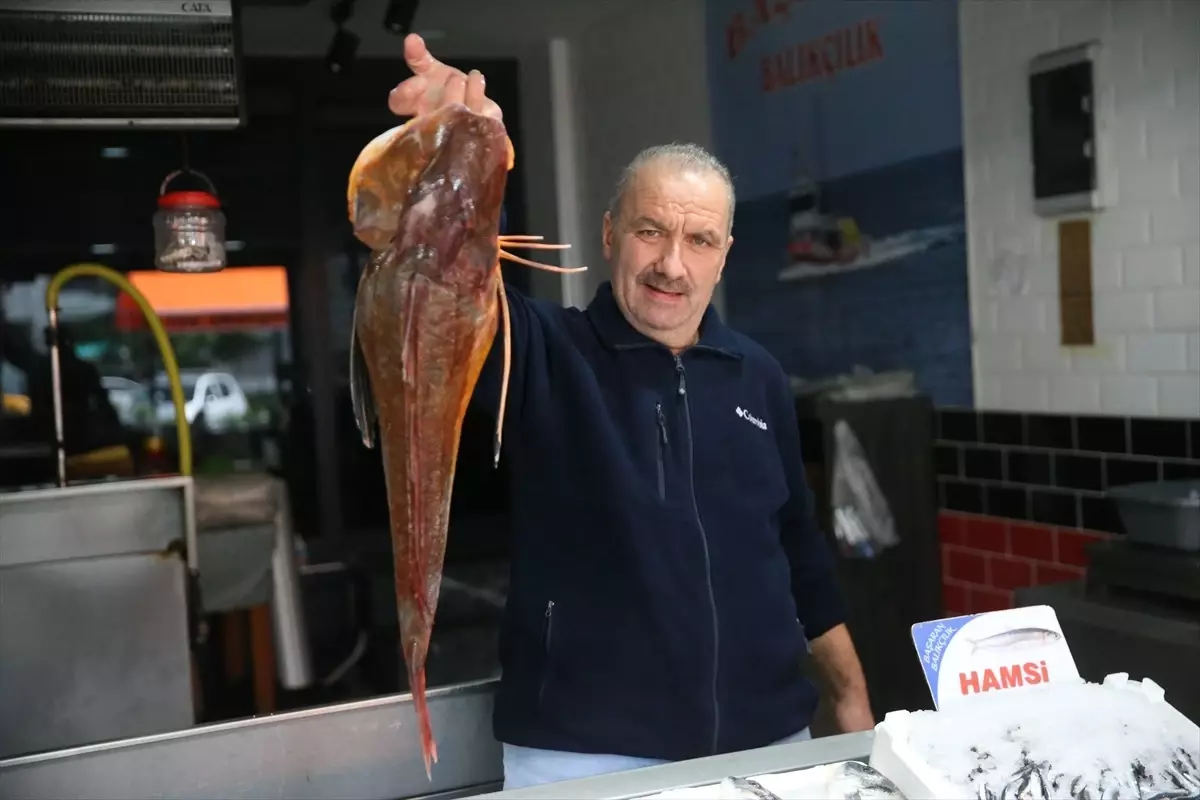 Kırlangıç Balığı Balıkçıları Sevindiriyor