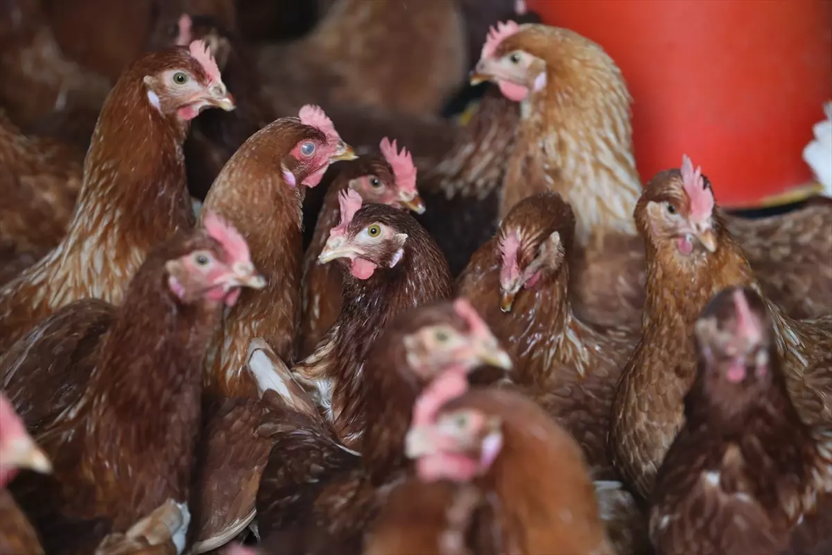 Ordu\'da Yumurta Üretimi Hedefi 100 Milyon