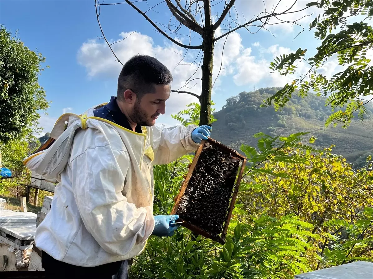 TKDK Desteğiyle Bal Üretimi Artıyor