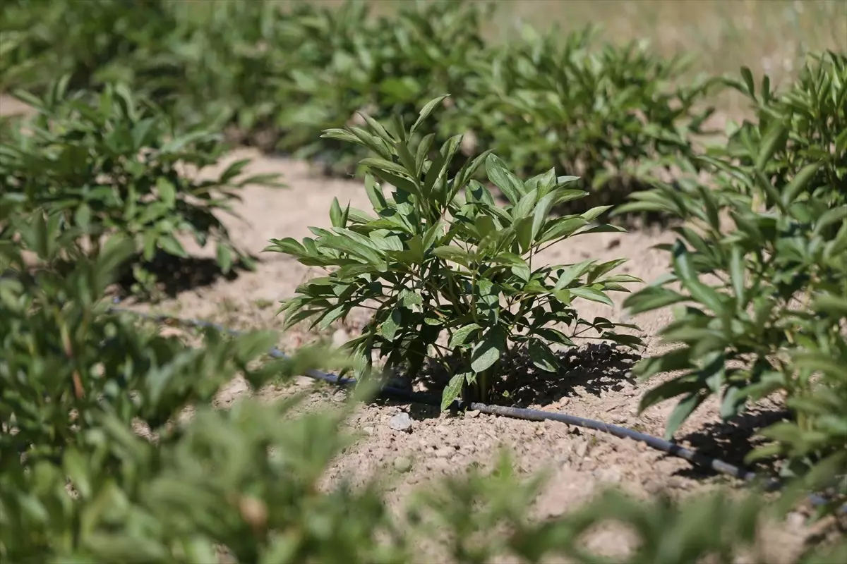 Cengiz Bayazıt\'tan Şakayık Çiçeği Üretimi