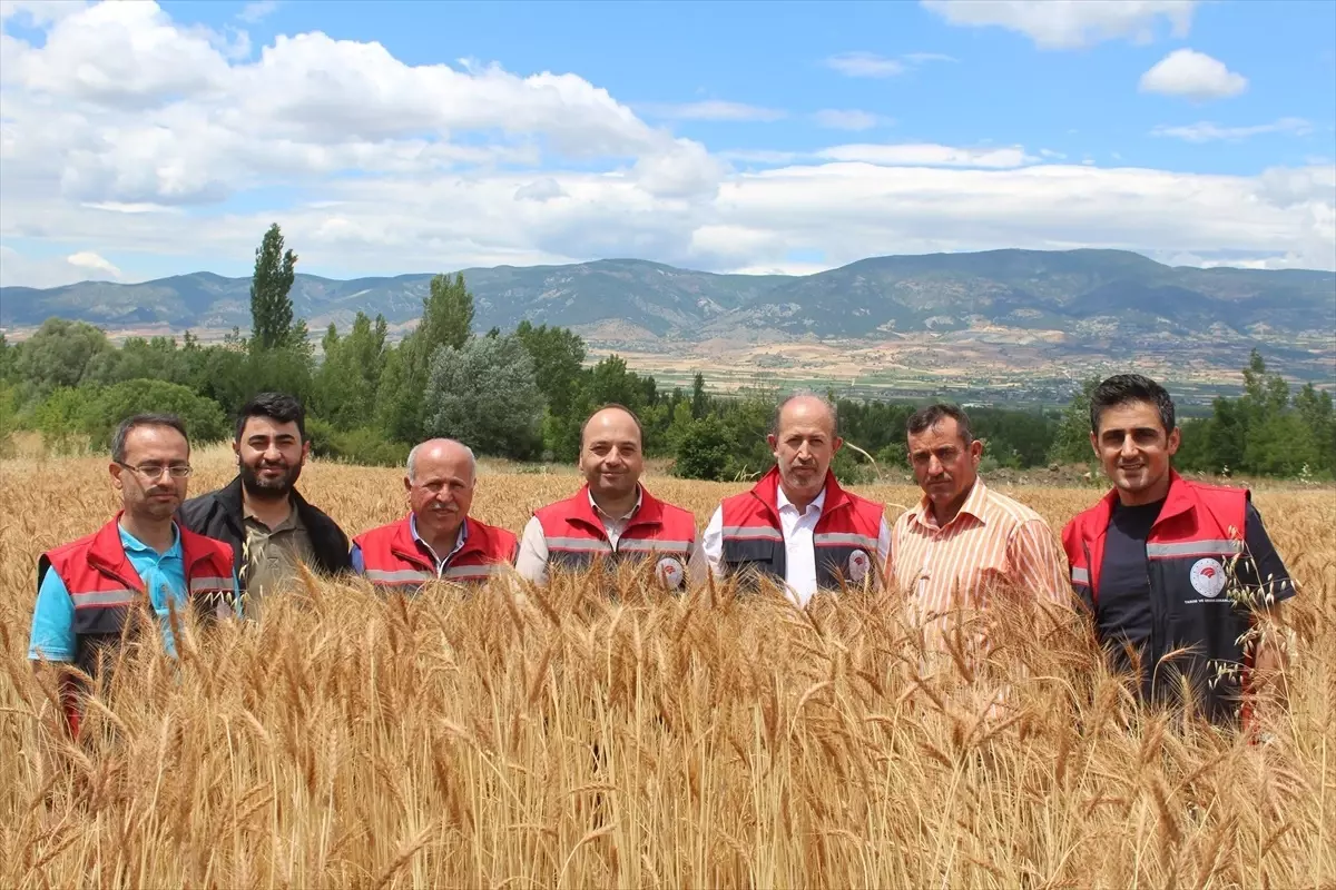 Tokat\'ta Taner Buğdayı Hasadı Başladı