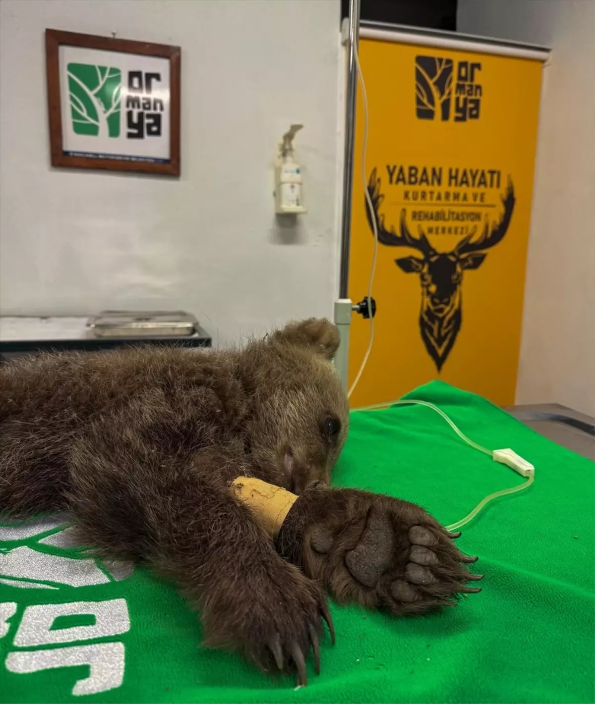 Bitkin Boz Ayı Tedavi Ediliyor