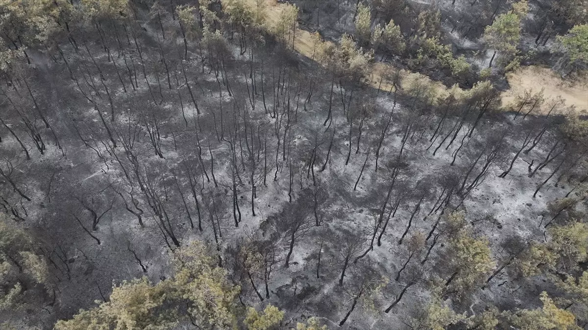 Sakarya\'daki Orman Yangını Kontrol Altında