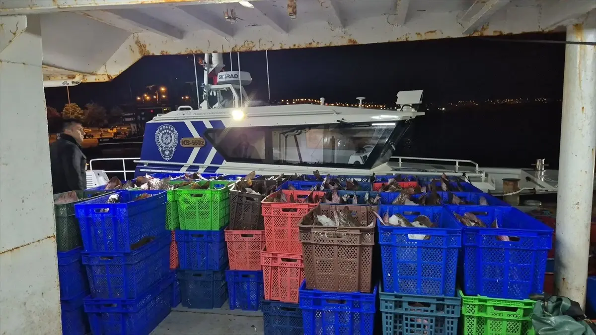 Samsun\'da Kaçak Avlanan 6 Ton Kalkan Balığı Dağıtıldı