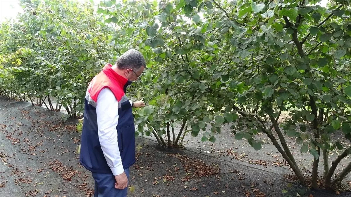 Fındık Hasadı Devam Ediyor