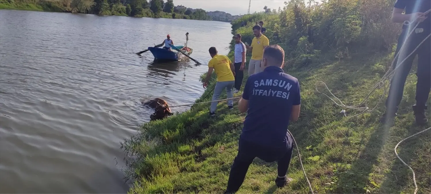 Irmağa Düşen İnek Kurtarıldı