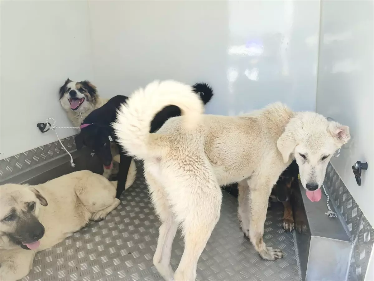 Samsun\'da 37 Sahipsiz Köpek Toplandı